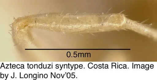 Azteca tonduzi specimen JTL073577 image jtl073577_3