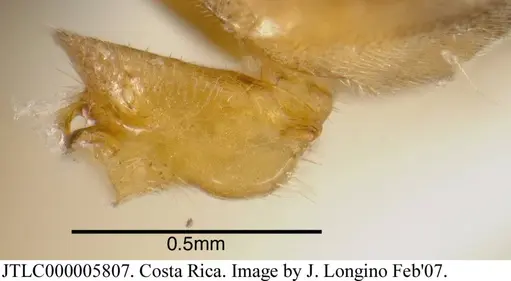 Azteca tonduzi specimen JTLC000005807 image jtlc000005807_4