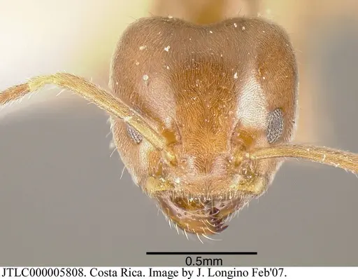 Azteca tonduzi specimen JTLC000005808 image jtlc000005808_1