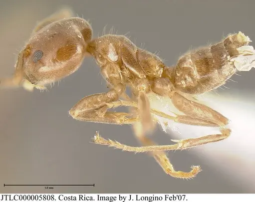 Azteca tonduzi specimen JTLC000005808 image jtlc000005808_3