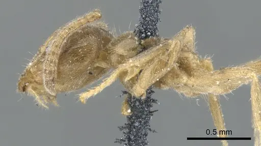 Azteca trailii specimen CASENT0903023 image casent0903023_3