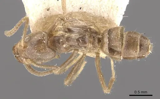 Azteca trailii specimen CASENT0909681 image casent0909681_1