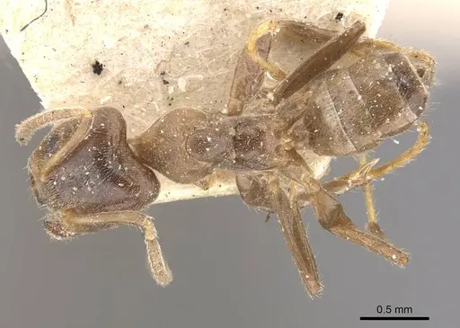 Azteca trailii specimen CASENT0909682 image casent0909682_1