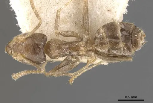 Azteca trailii specimen CASENT0909683 image casent0909683_1