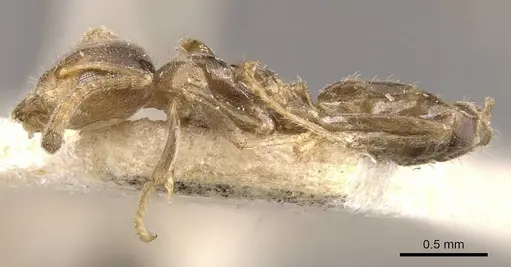 Azteca trailii specimen CASENT0909683 image casent0909683_3
