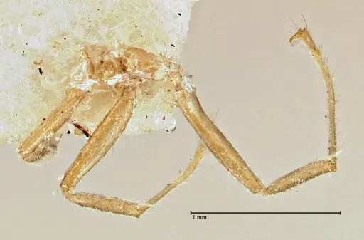 Azteca trailii specimen FOCOL2972 image focol2972_1
