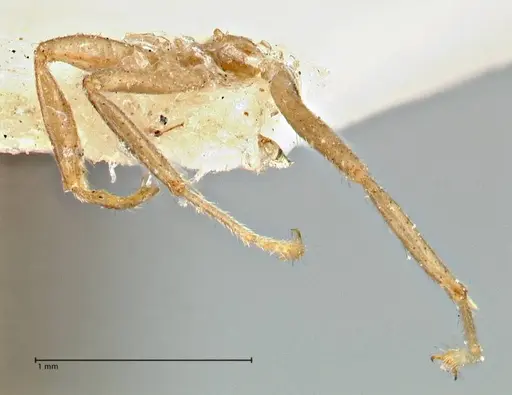 Azteca trailii specimen FOCOL2972 image focol2972_2