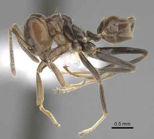 Azteca trigona specimen CASENT0249553 image casent0249553_3