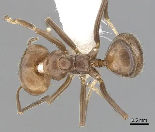 Azteca trigona specimen CASENT0249554 image casent0249554_1