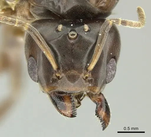 Azteca trigona specimen CASENT0249599 image casent0249599_2