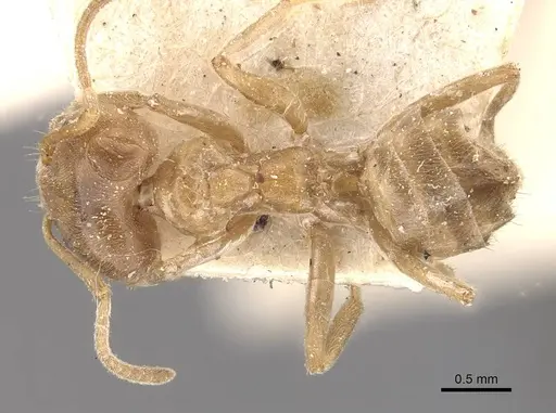 Azteca trigona specimen CASENT0909687 image casent0909687_1