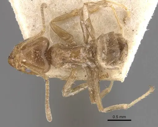 Azteca trigona specimen CASENT0909688 image casent0909688_1