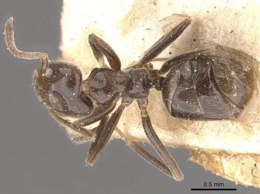 Azteca trigona specimen CASENT0909691 image casent0909691_1