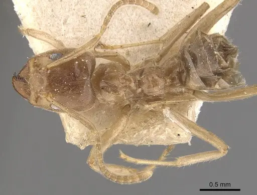 Azteca ulei specimen CASENT0909695 image casent0909695_1