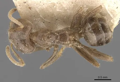 Azteca ulei specimen CASENT0909696 image casent0909696_1