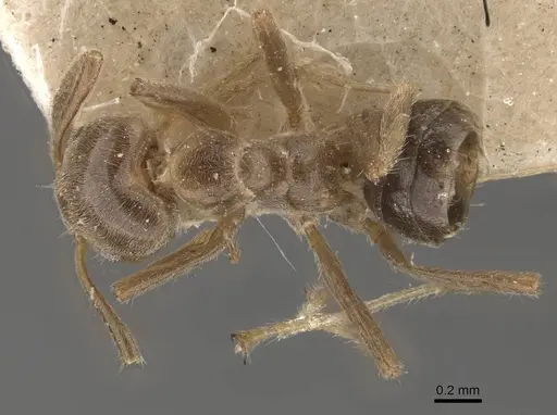 Azteca ulei specimen CASENT0909697 image casent0909697_1