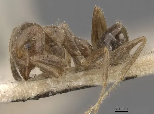 Azteca ulei specimen CASENT0909697 image casent0909697_3