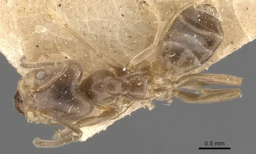 Azteca ulei specimen CASENT0909701 image casent0909701_1