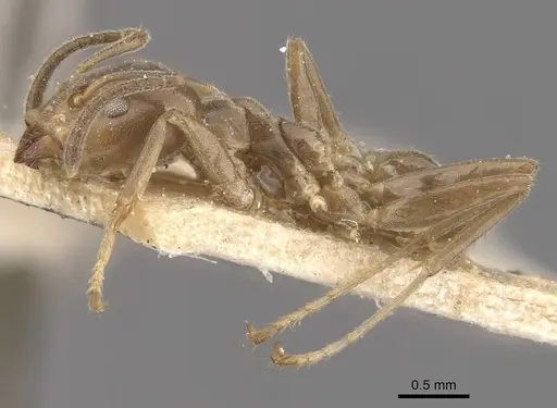 Azteca ulei specimen CASENT0909701 image casent0909701_3