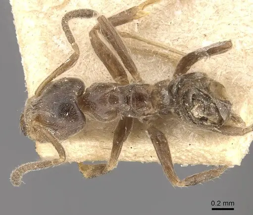 Azteca ulei specimen CASENT0909702 image casent0909702_1
