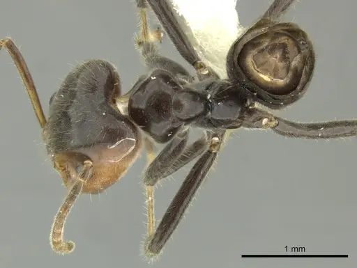 Azteca velox specimen CASENT0619171 image casent0619171_1