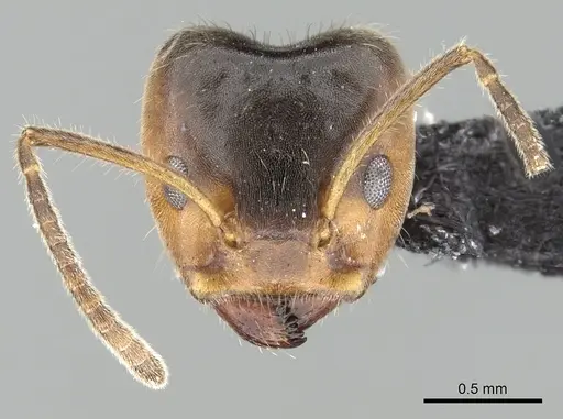 Azteca velox specimen CASENT0619171 image casent0619171_2