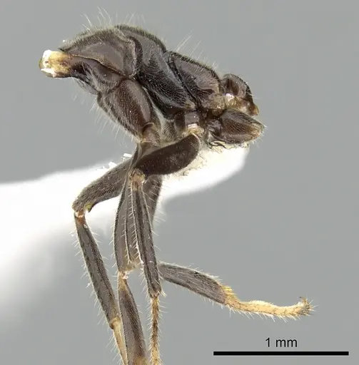 Azteca velox specimen CASENT0619171 image casent0619171_3