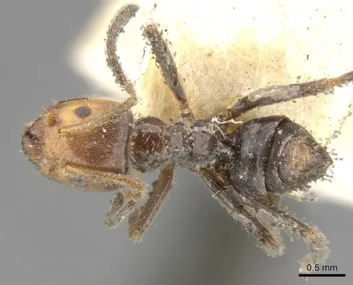 Azteca velox specimen CASENT0903016 image casent0903016_1