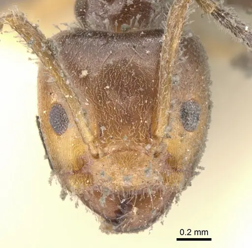 Azteca velox specimen CASENT0903016 image casent0903016_2