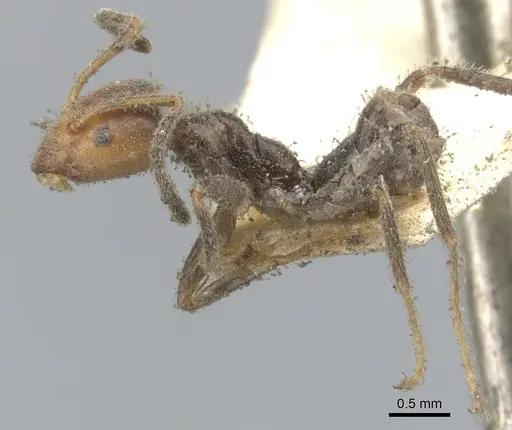 Azteca velox specimen CASENT0903016 image casent0903016_4