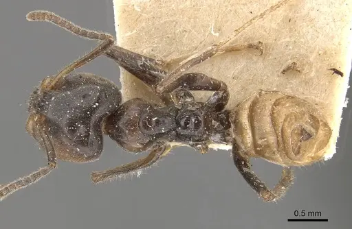 Azteca velox specimen CASENT0909703 image casent0909703_1