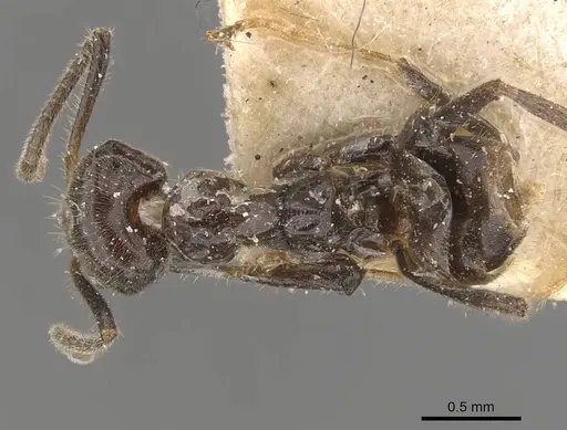 Azteca velox specimen CASENT0909704 image casent0909704_1