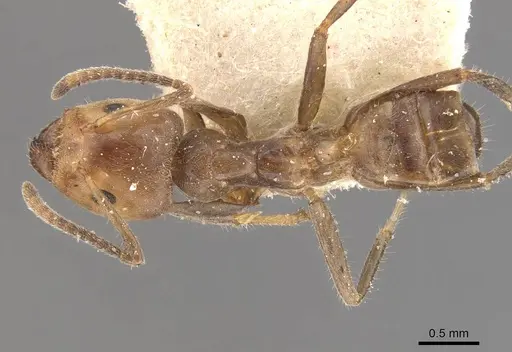 Azteca velox specimen CASENT0909705 image casent0909705_1