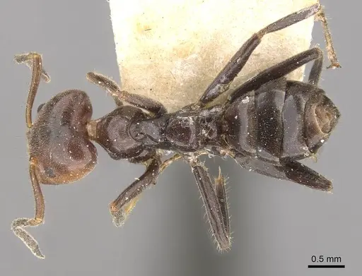 Azteca velox specimen CASENT0909707 image casent0909707_1