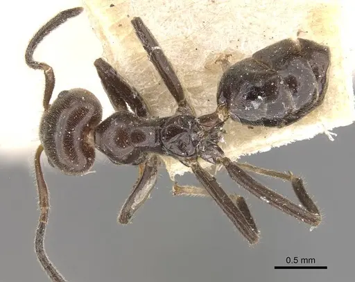 Azteca velox specimen CASENT0909708 image casent0909708_1