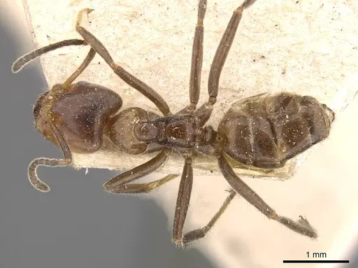Azteca velox specimen CASENT0909710 image casent0909710_1