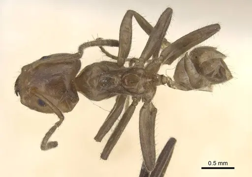 Azteca velox specimen CASENT0915573 image casent0915573_1