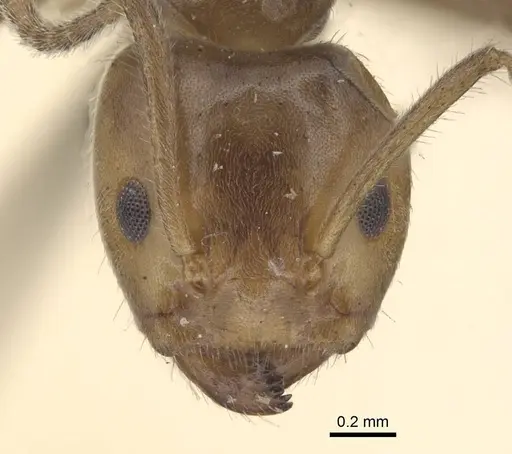 Azteca velox specimen CASENT0915573 image casent0915573_2