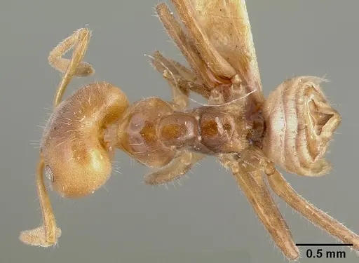 Azteca velox specimen CASTYPE00608 image castype00608_1