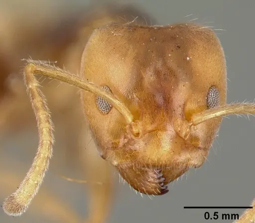 Azteca velox specimen CASTYPE00608 image castype00608_2