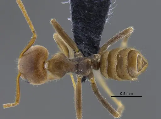 Azteca velox specimen CBUMAGENT41837 image cbumagent41837_1