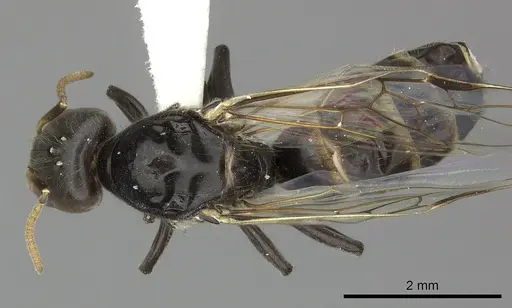 Azteca velox specimen INBIOCRI001281551 image inbiocri001281551_1