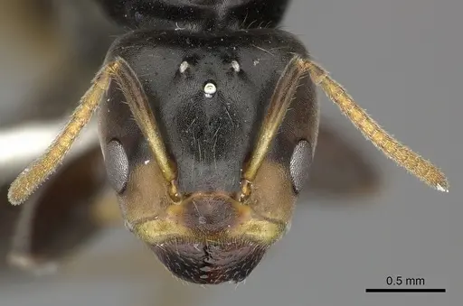 Azteca velox specimen INBIOCRI001281551 image inbiocri001281551_2