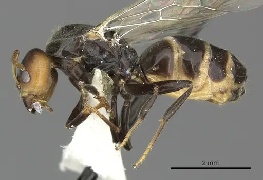 Azteca velox specimen INBIOCRI001281551 image inbiocri001281551_3