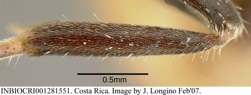 Azteca velox specimen INBIOCRI001281551 image inbiocri001281551_4