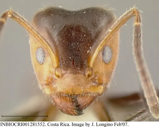 Azteca velox specimen INBIOCRI001281552 image inbiocri001281552_1