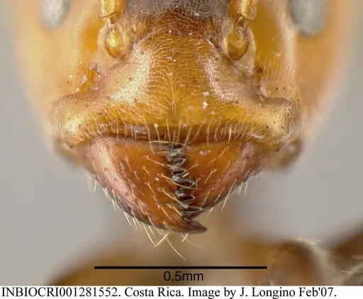 Azteca velox specimen INBIOCRI001281552 image inbiocri001281552_2
