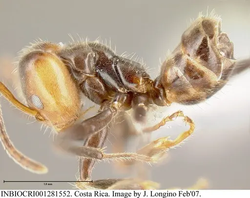 Azteca velox specimen INBIOCRI001281552 image inbiocri001281552_3