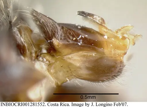 Azteca velox specimen INBIOCRI001281552 image inbiocri001281552_4