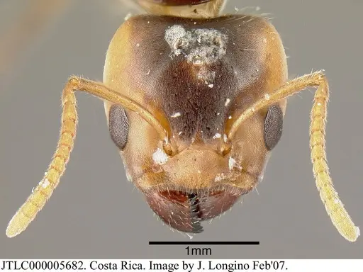 Azteca velox specimen JTLC000005682 image jtlc000005682_1